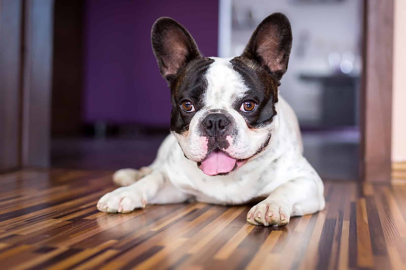 French bulldog lying on the floor in the house