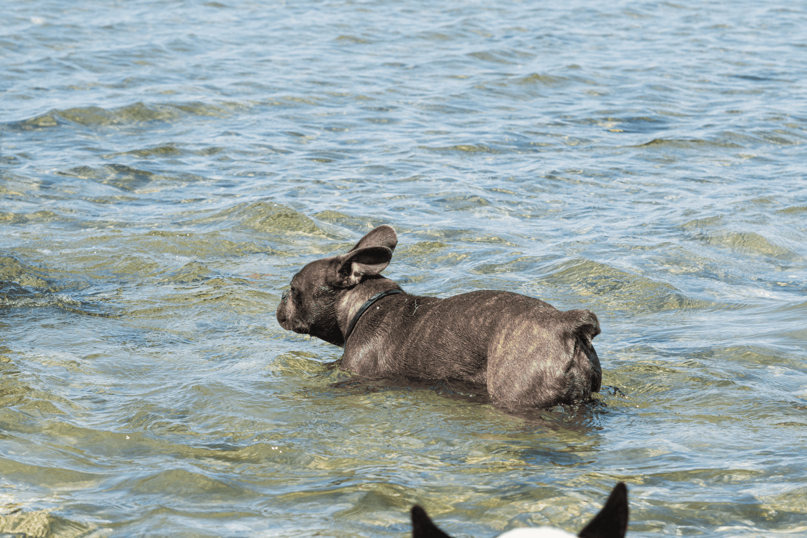 french bulldog puppy in water