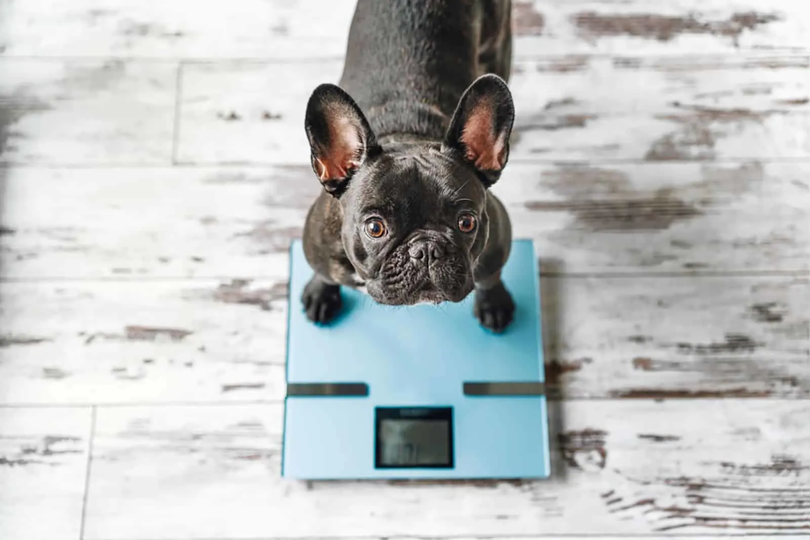 French bulldog sitting on weight scale at home