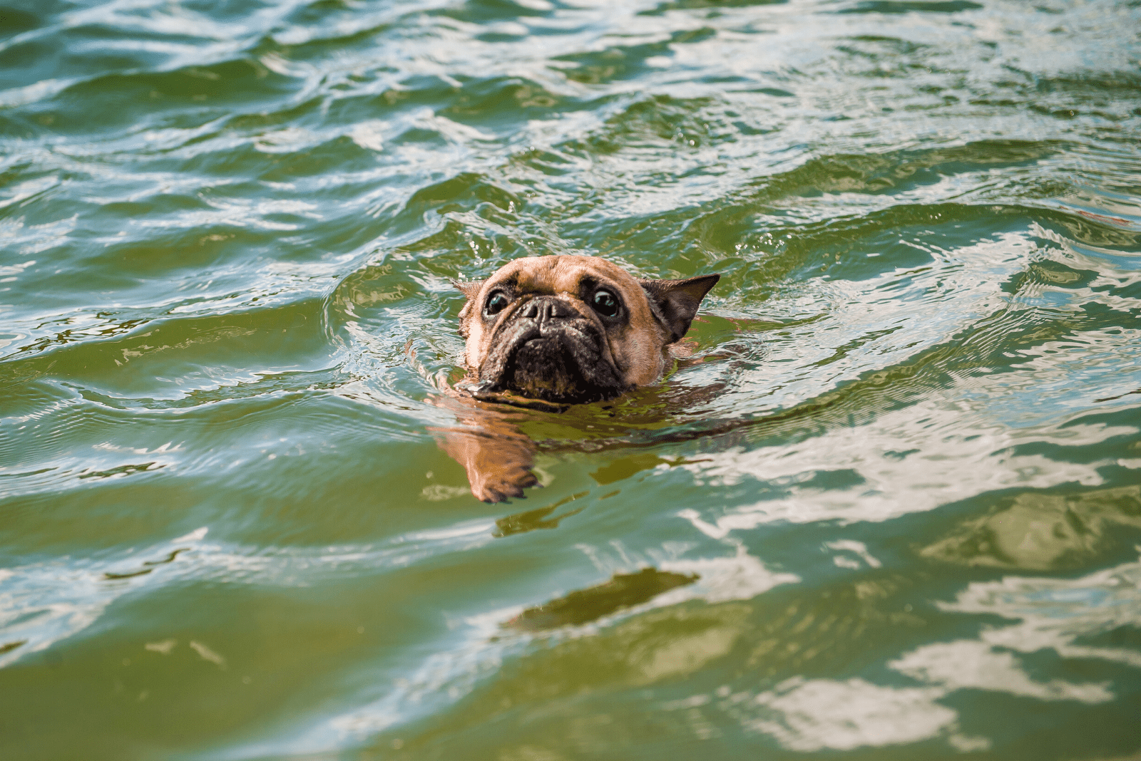 french bulldog swims in water