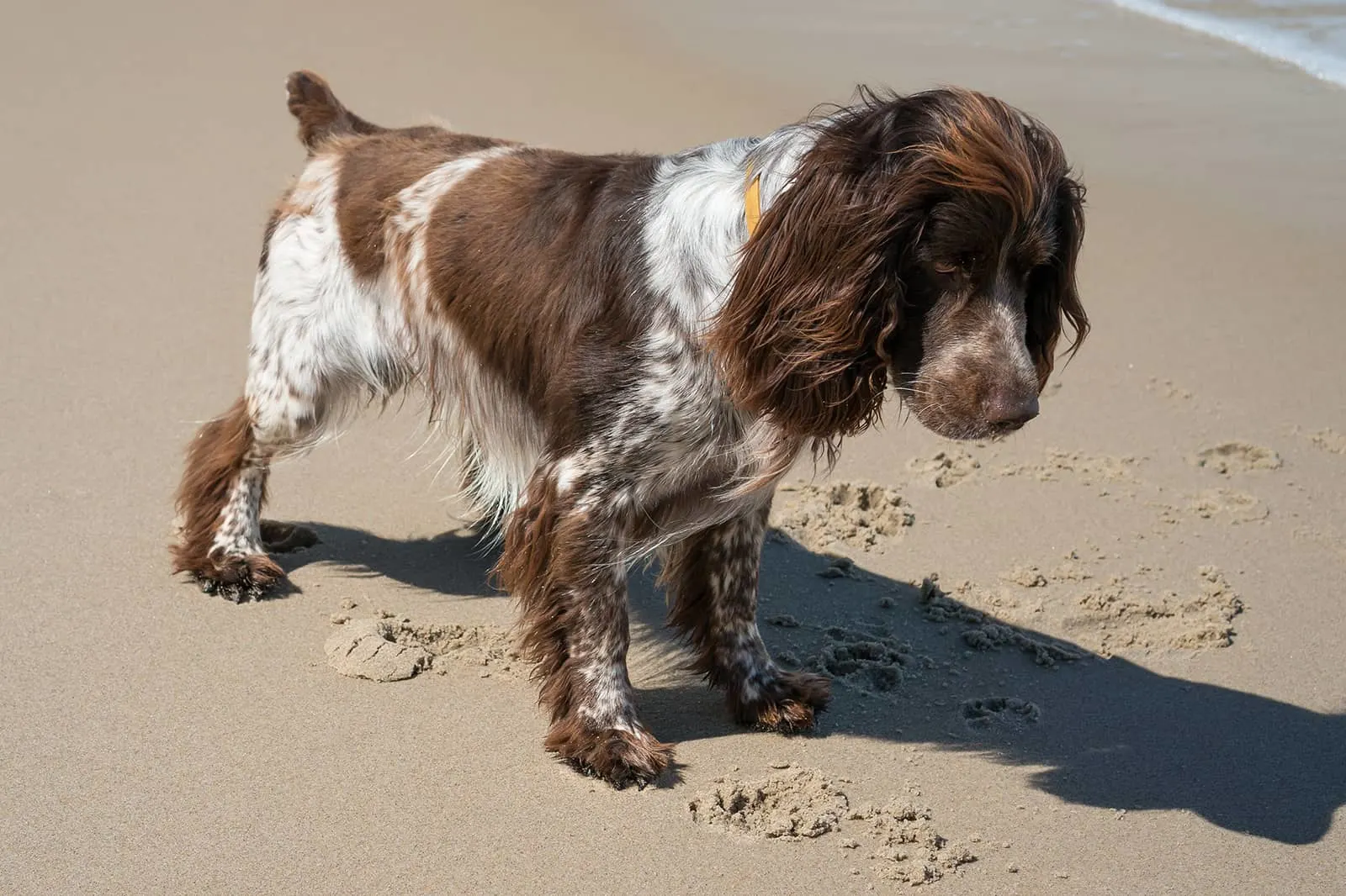 french spaniel walking on the sand on the beach