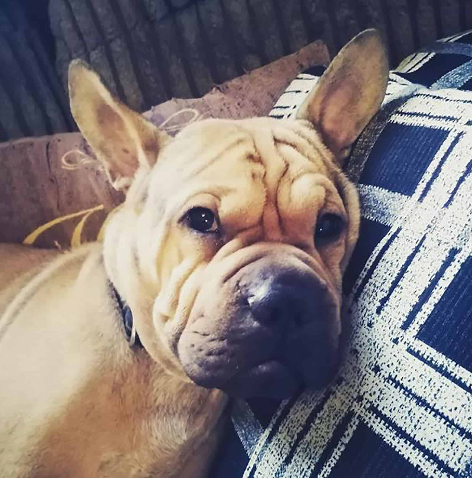 frenchie-pei