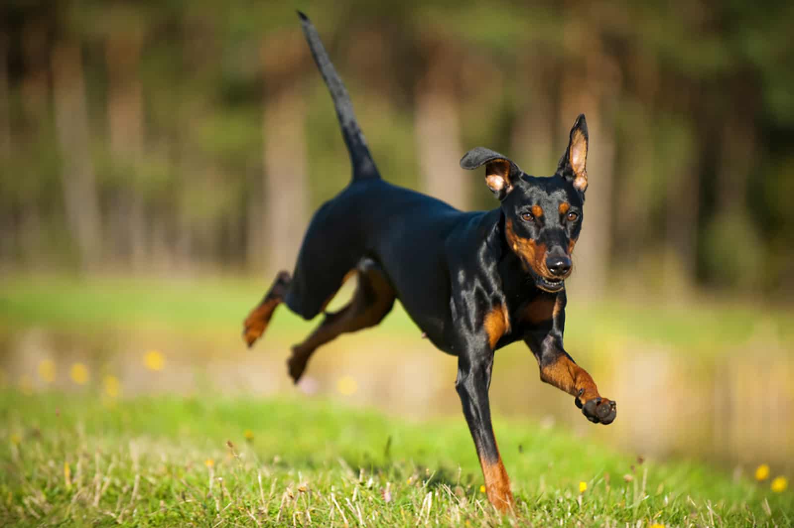 german pinscher dog running in a summer meadow