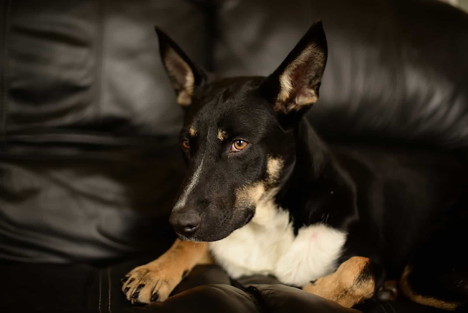 german shepard border collie dog lying on the couch