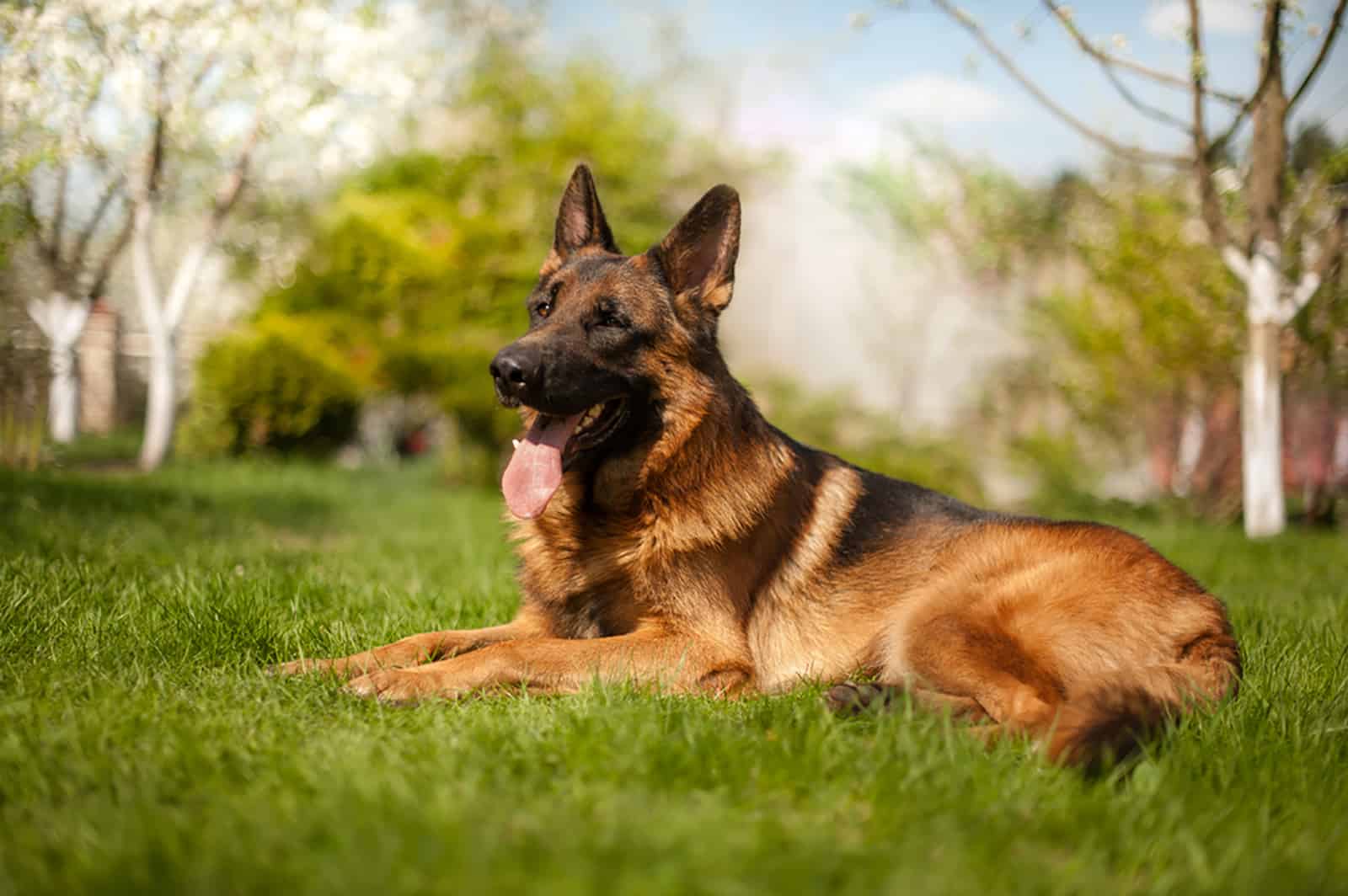 german shepherd dog lying in the grass