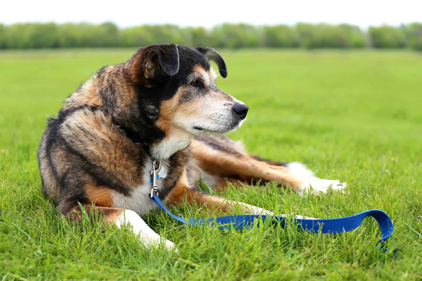 german shepherd border collie mix breed dog is laying on the grass