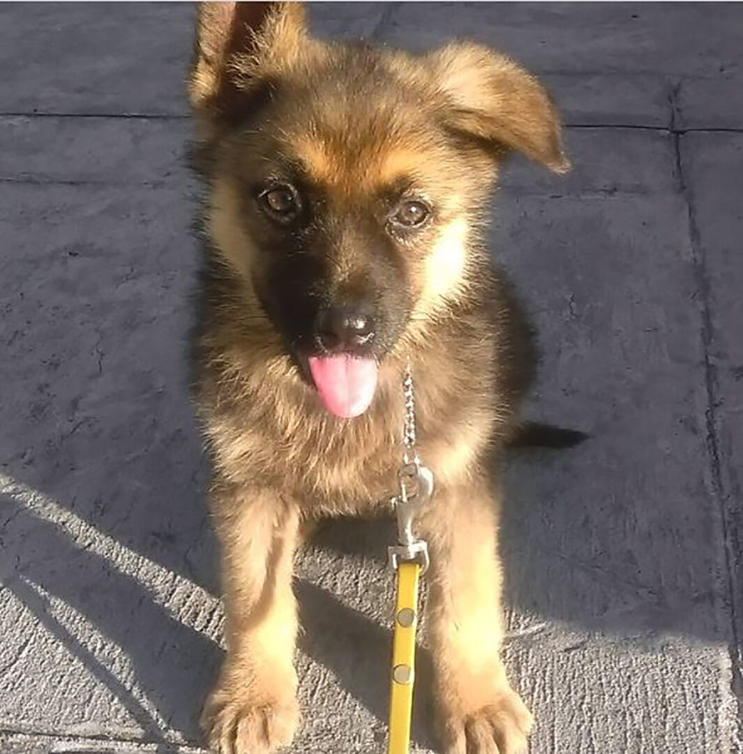 The Miniature German Shepherd Mini Cuteness Overload