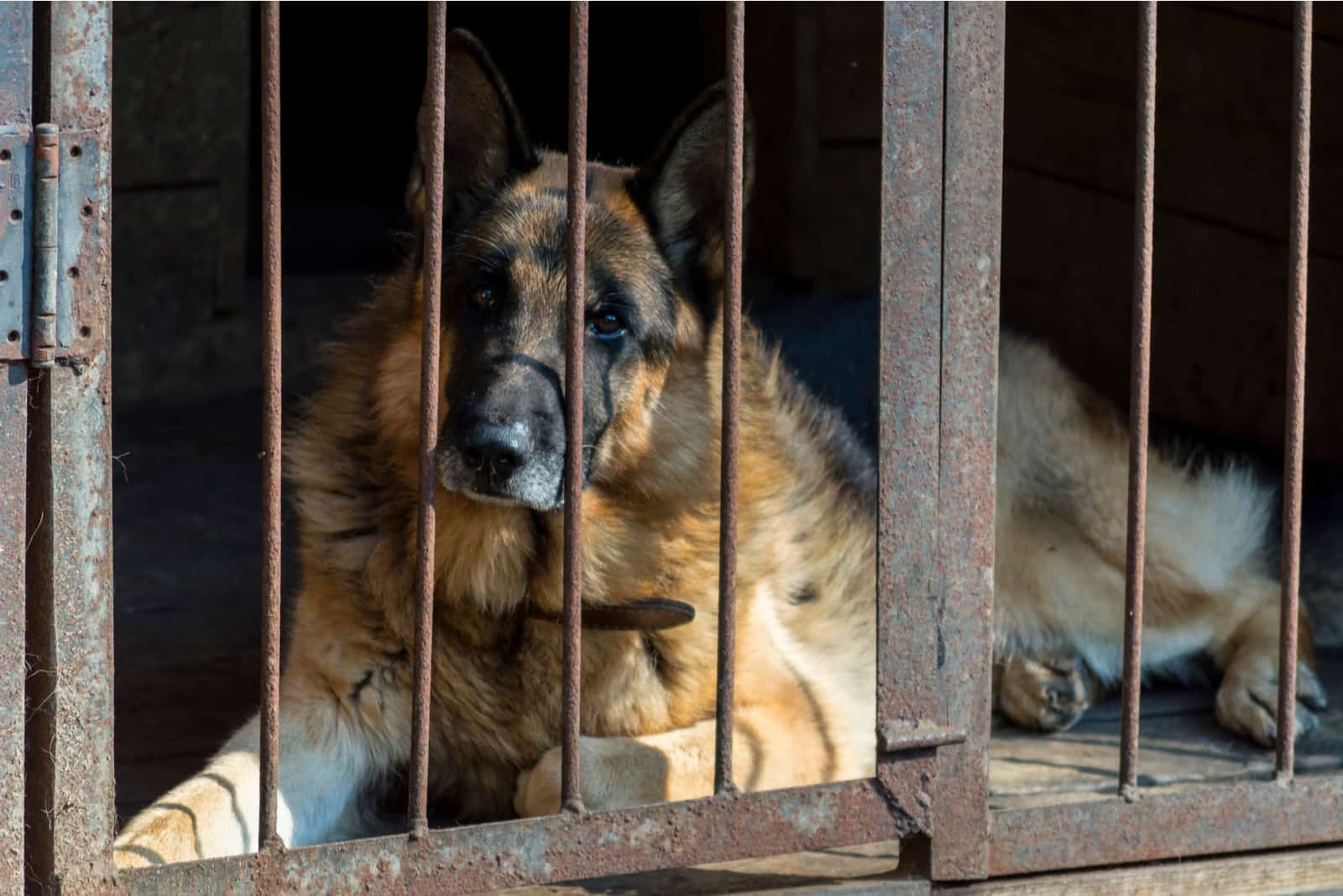 german shepherd in a rescue shelter