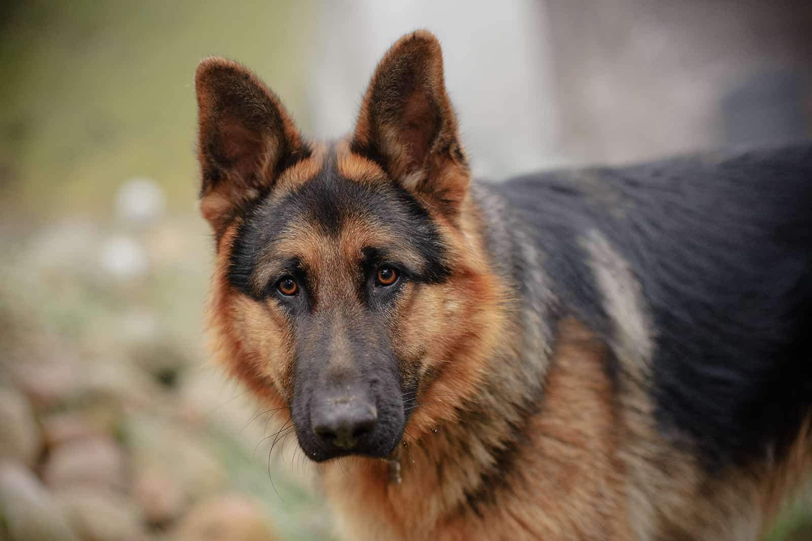 german shepherd dog in nature