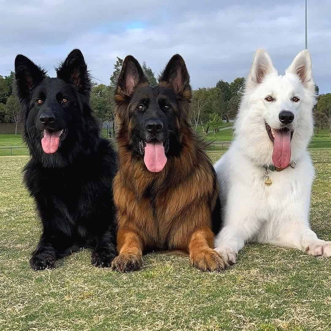 german shepherds with different coats