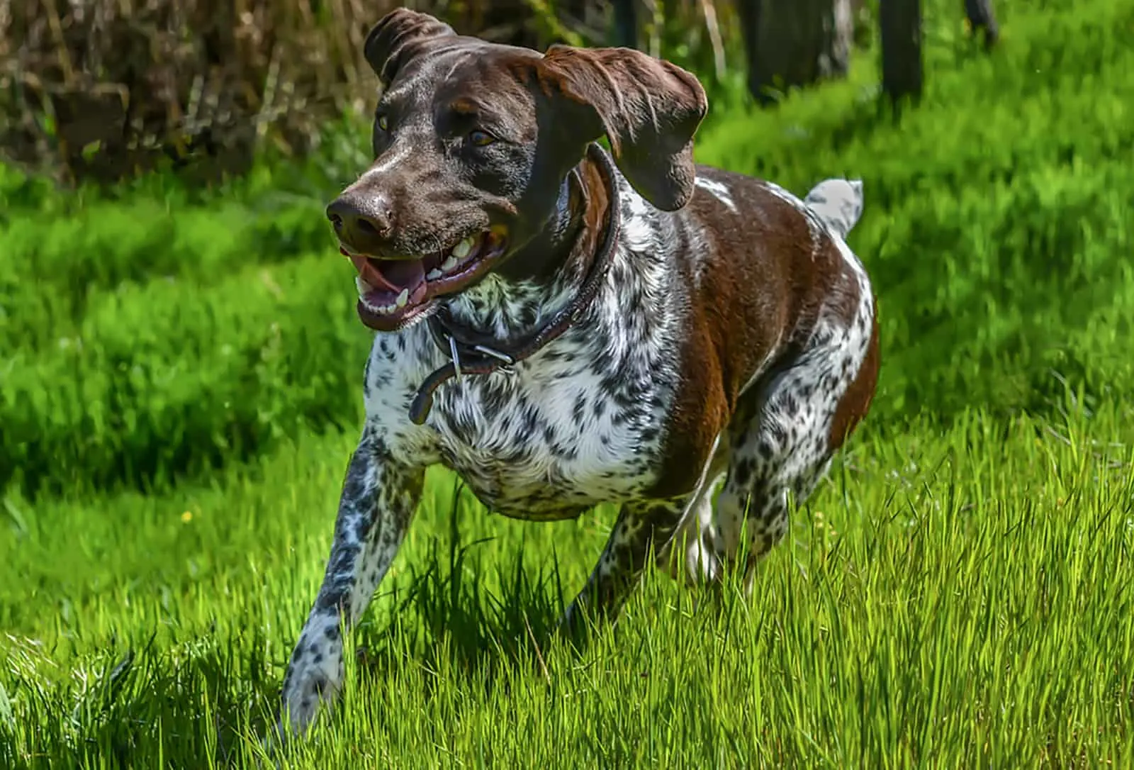 german shorthaired pointer running in a park