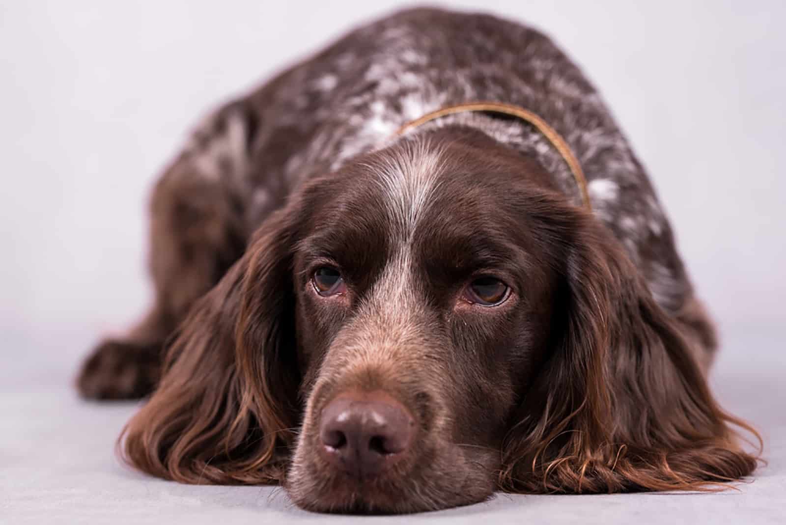 german spaniel dog relaxing