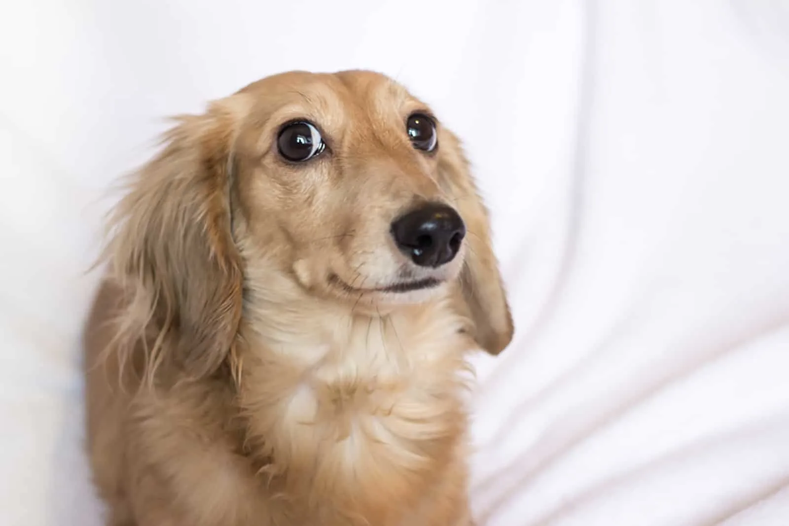  golden dachshund on sofa and looking into camera