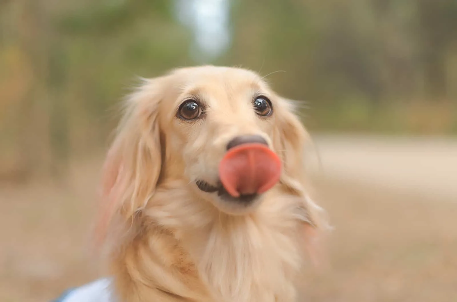 golden dachshund licking nose in the park