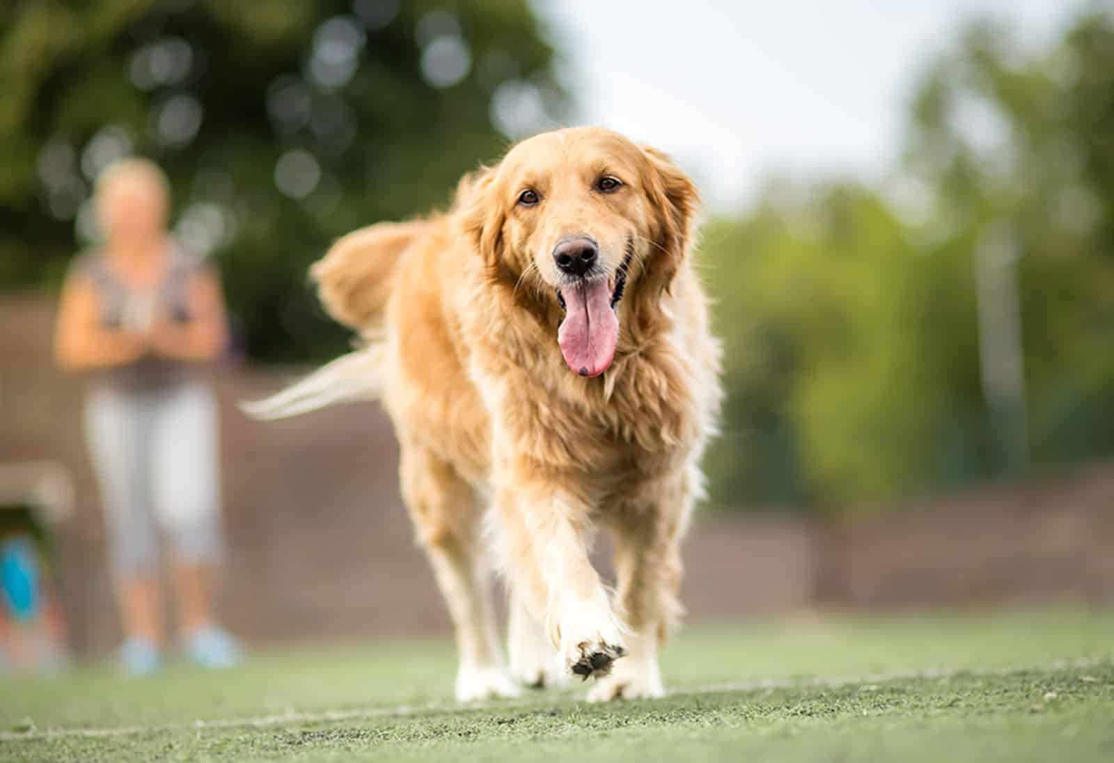 golden retriever dog walking outdoor