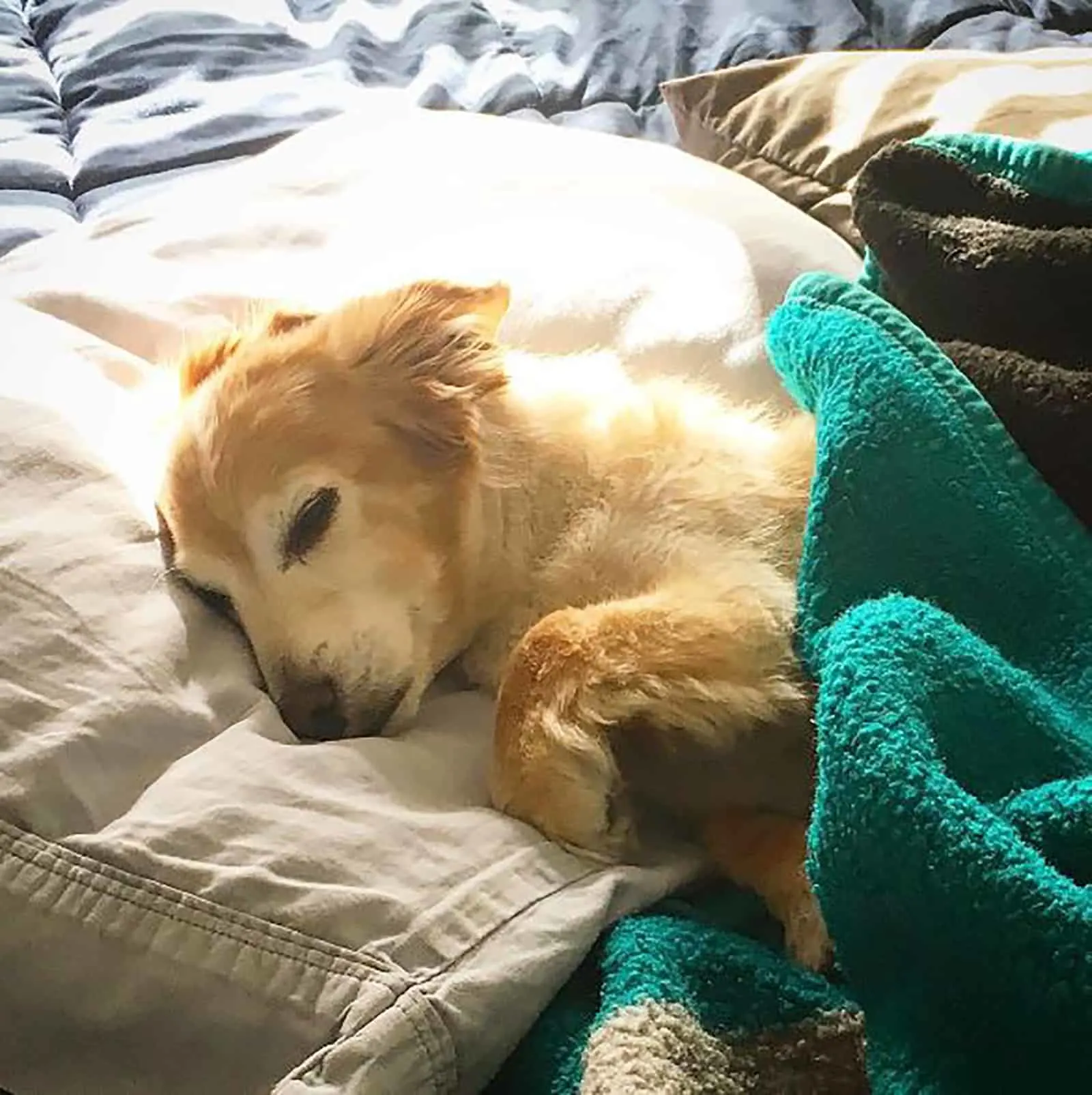 golden retriever dachshund dog covered with blanket sleeping in the bed