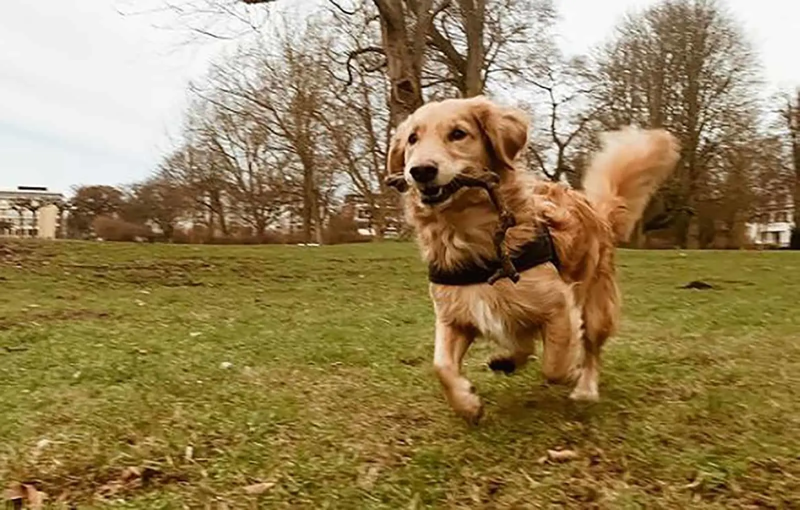 golden retriever dachshund mix dog running in the park