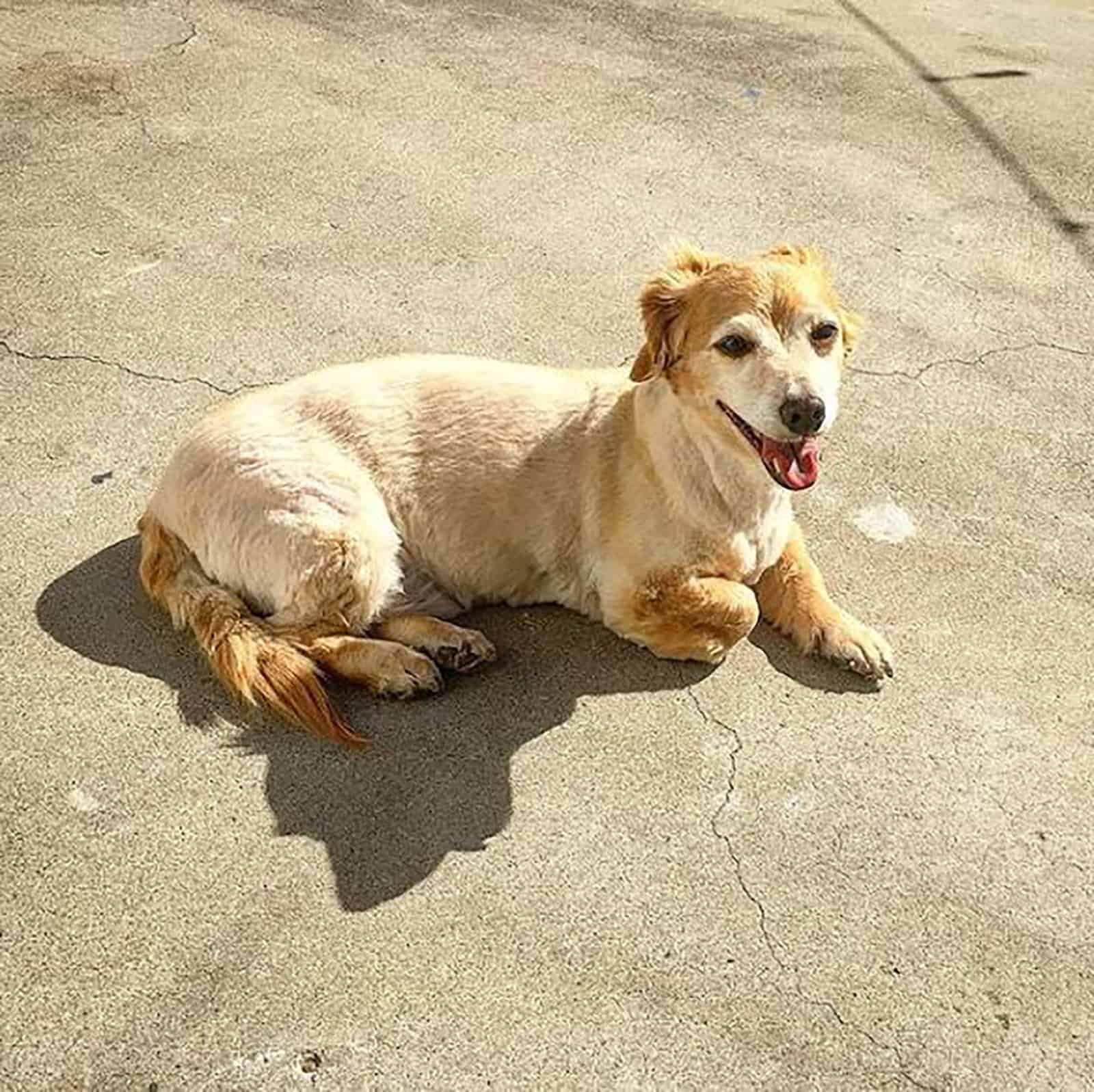 golden retriever dachshund dog lying on the concrete
