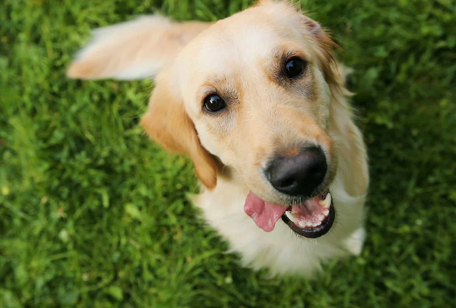 golden retriever dog looking up into the camera 