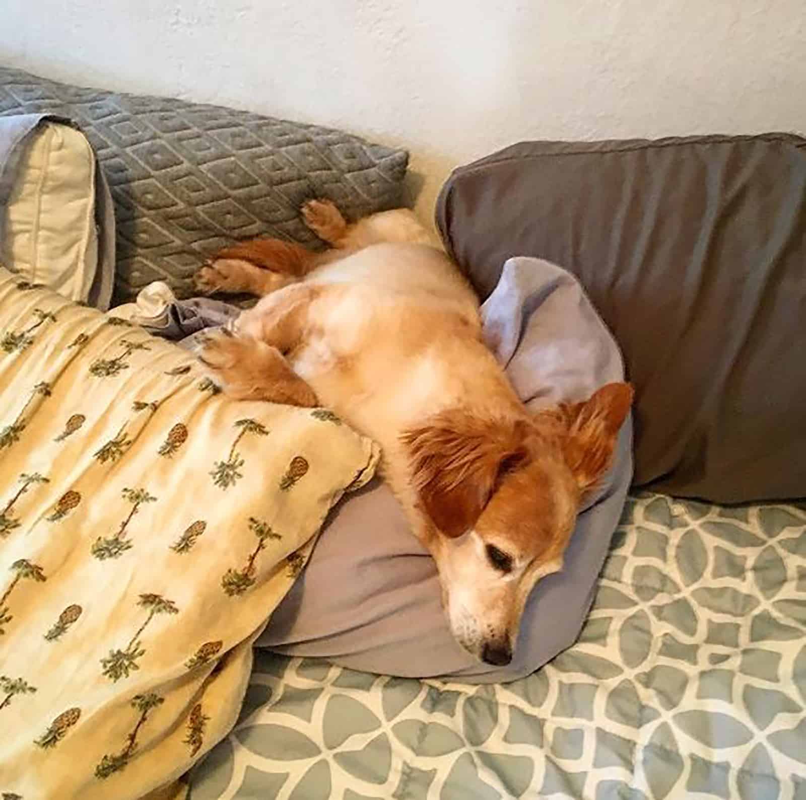 golden retriever doxie dog lying on the couch in house