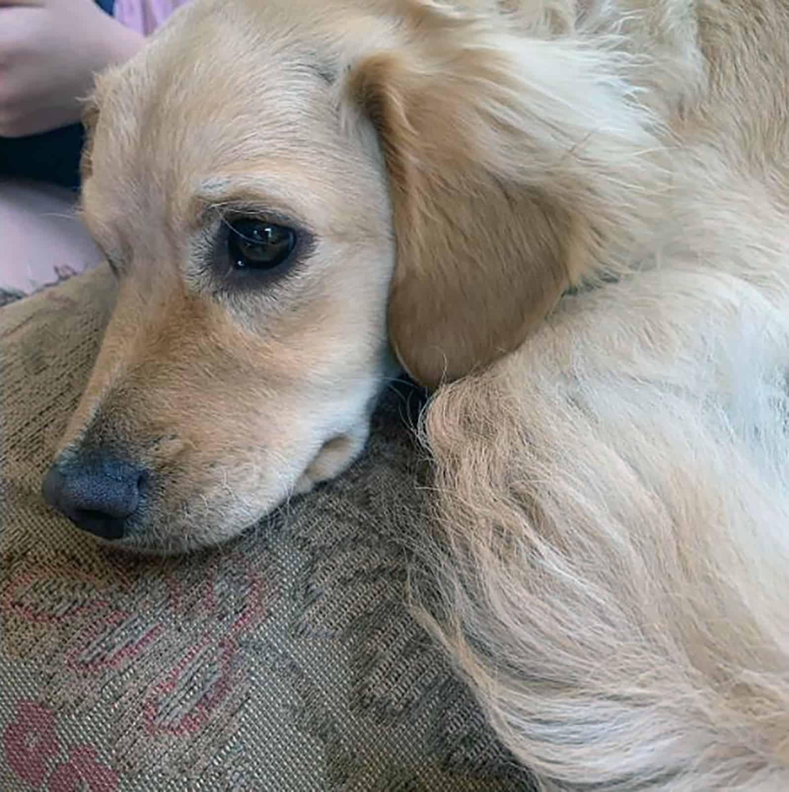 golden retriever doxie lying on the couch