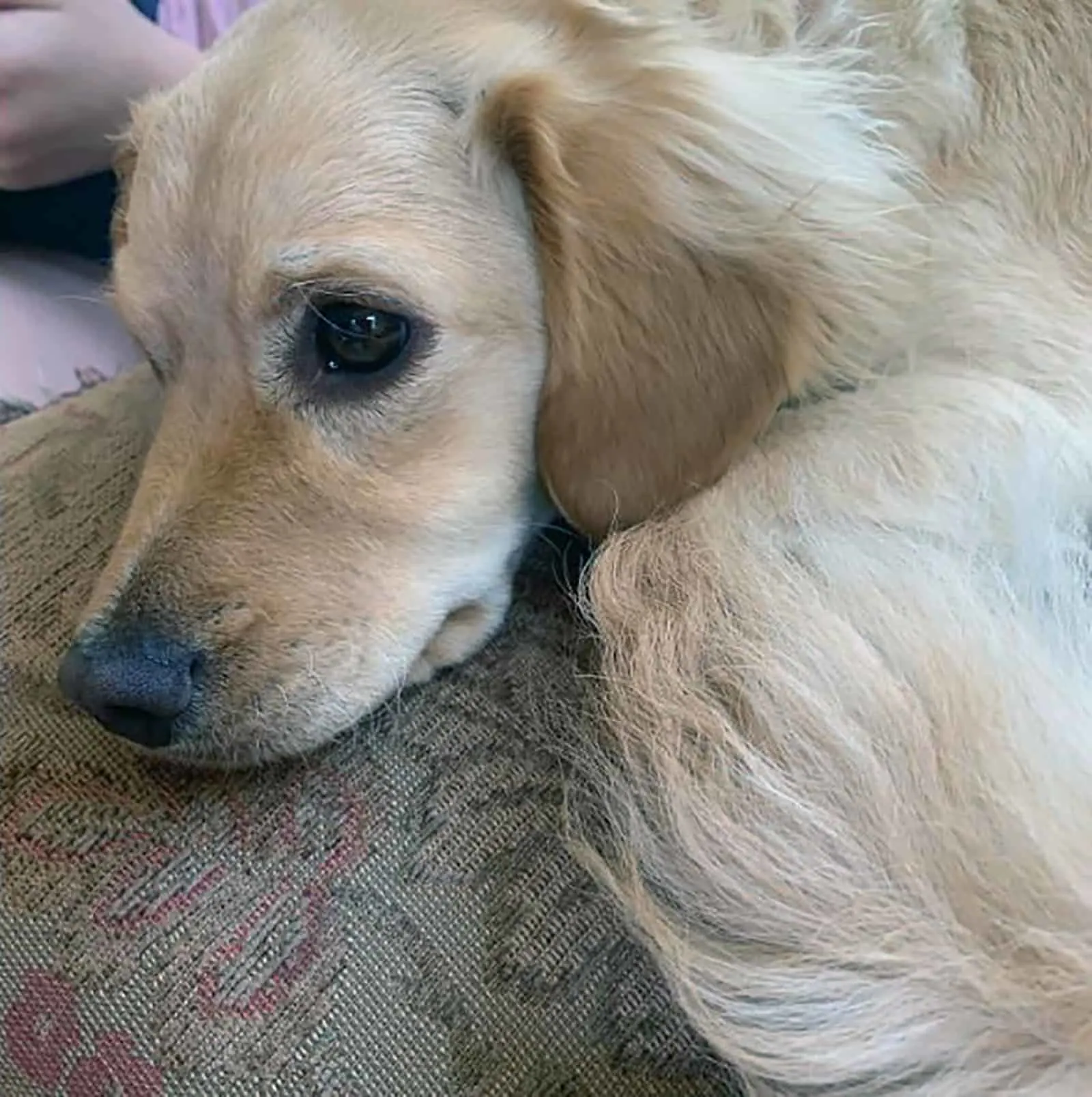 Golden Retriever Dachshund Mix Hybrid With A Heart Of Gold