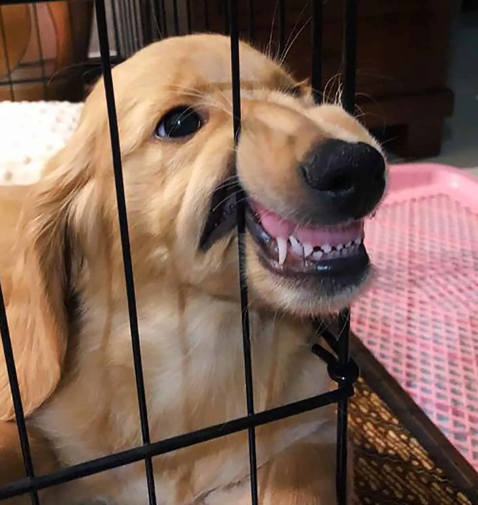 golden retriever doxie puppy in a cage