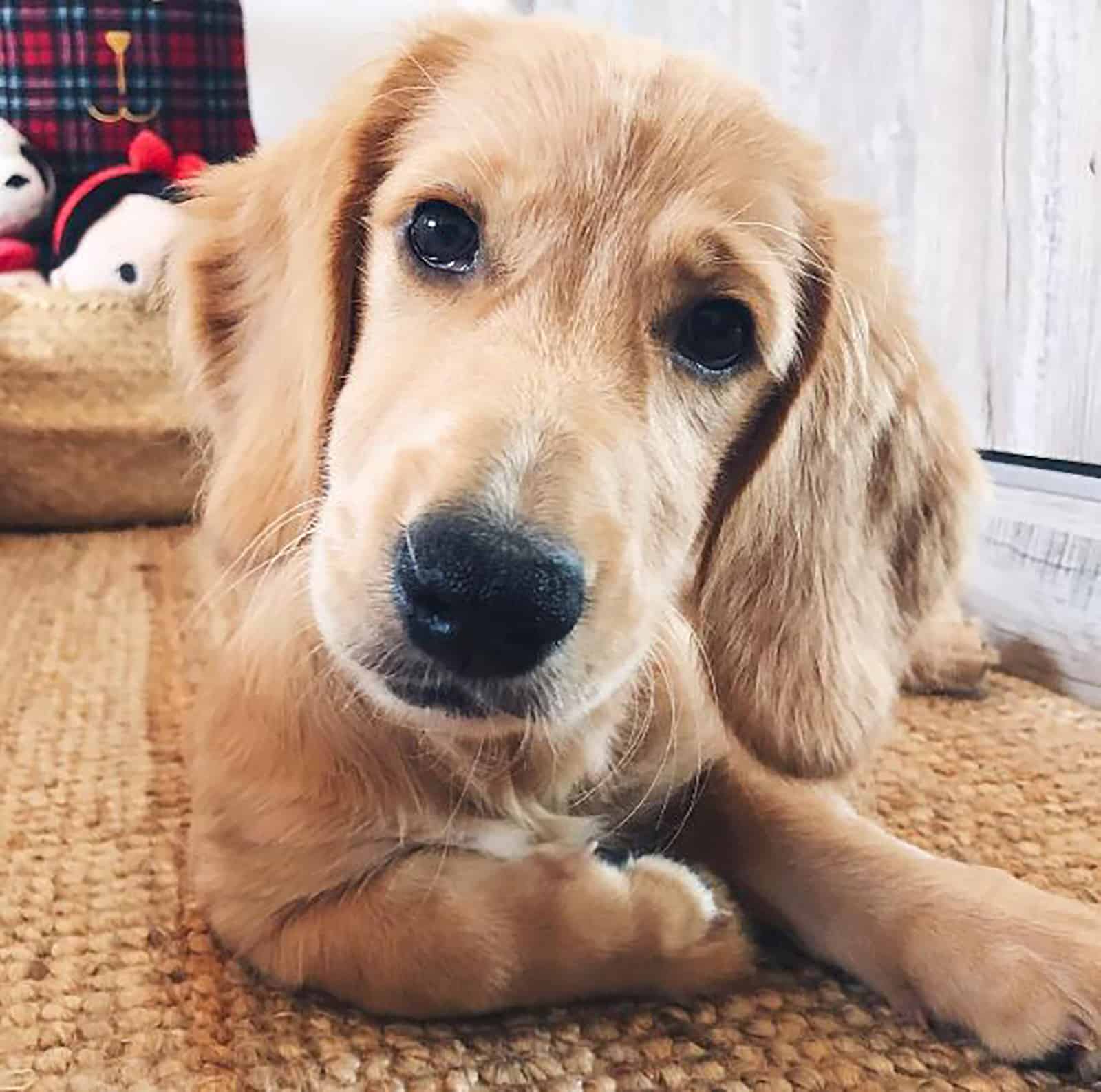 golden retriever doxie lying on the carpet