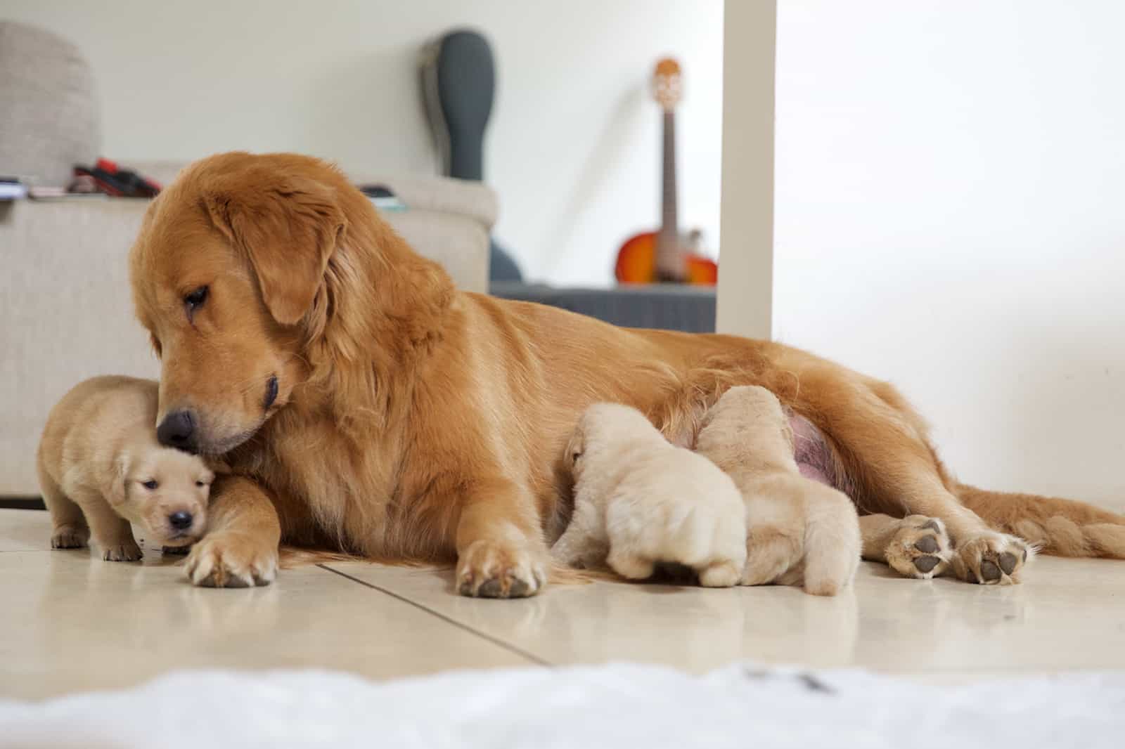 golden retriever female dog and her puppies lying indoors