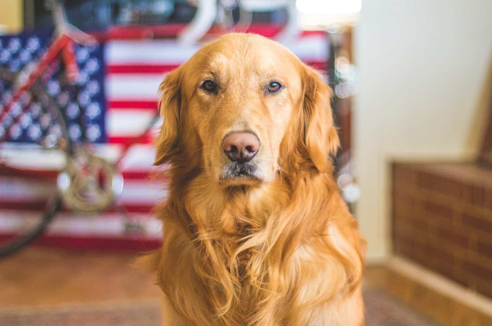 golden retriever in an apartment