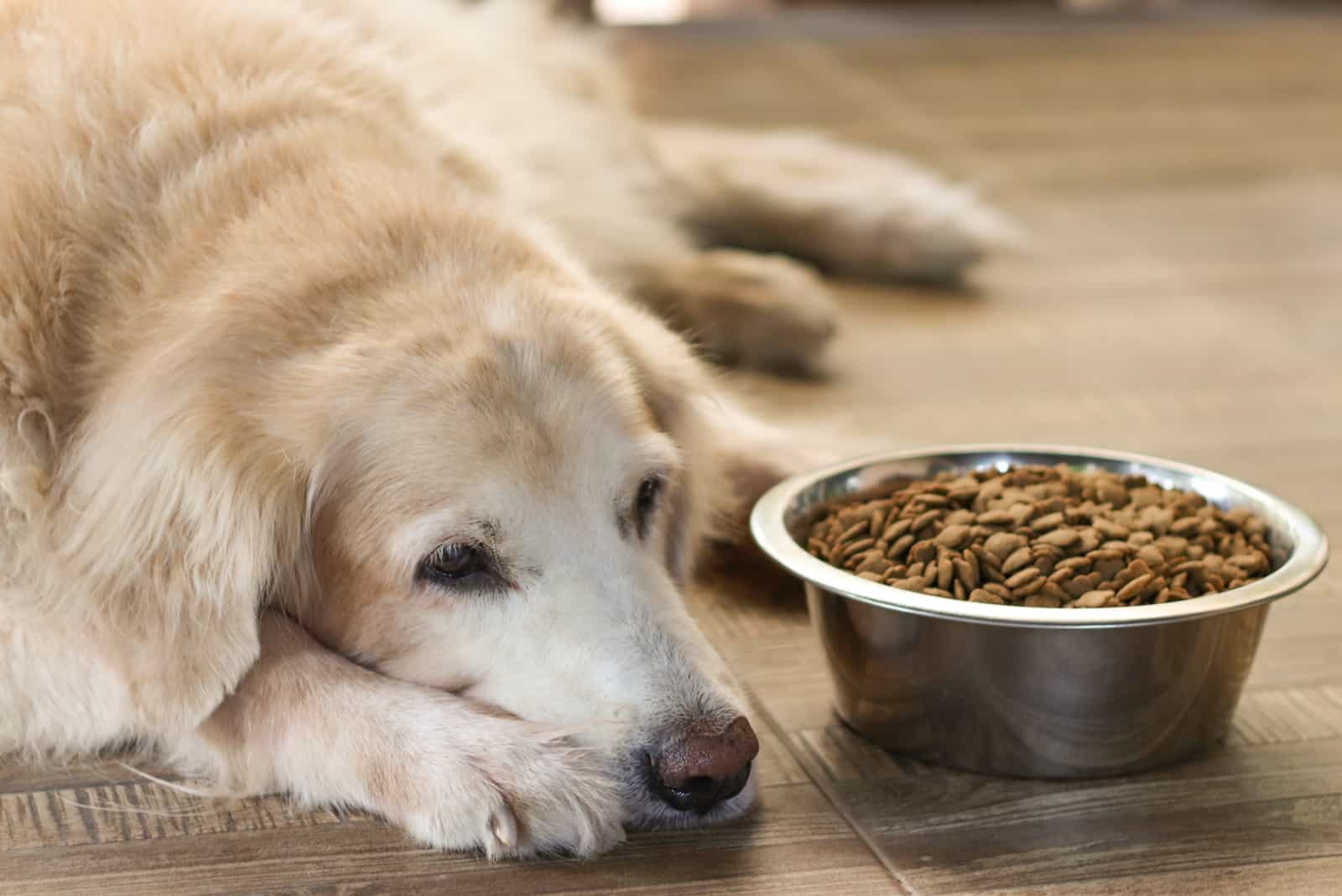 golden retriever in front of a full bowl of food