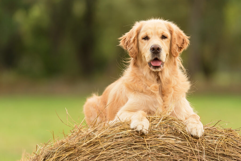 The 10 Best Golden Retriever Breeders In Minnesota