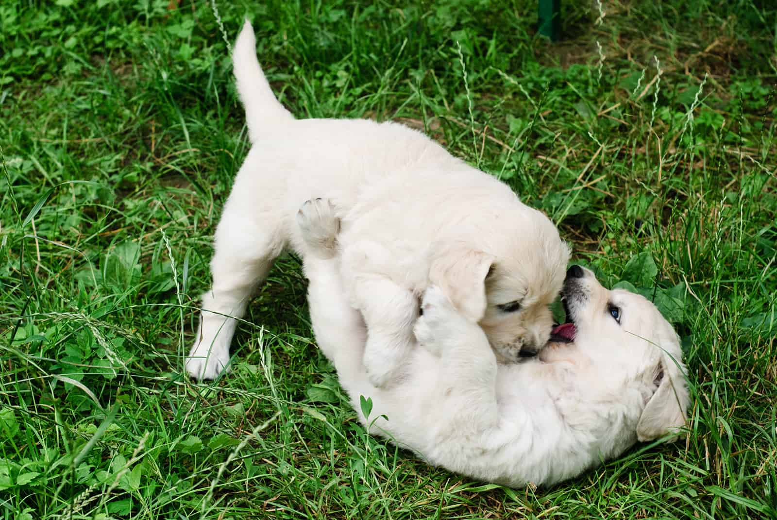 golden retriever puppies are playing in the grass