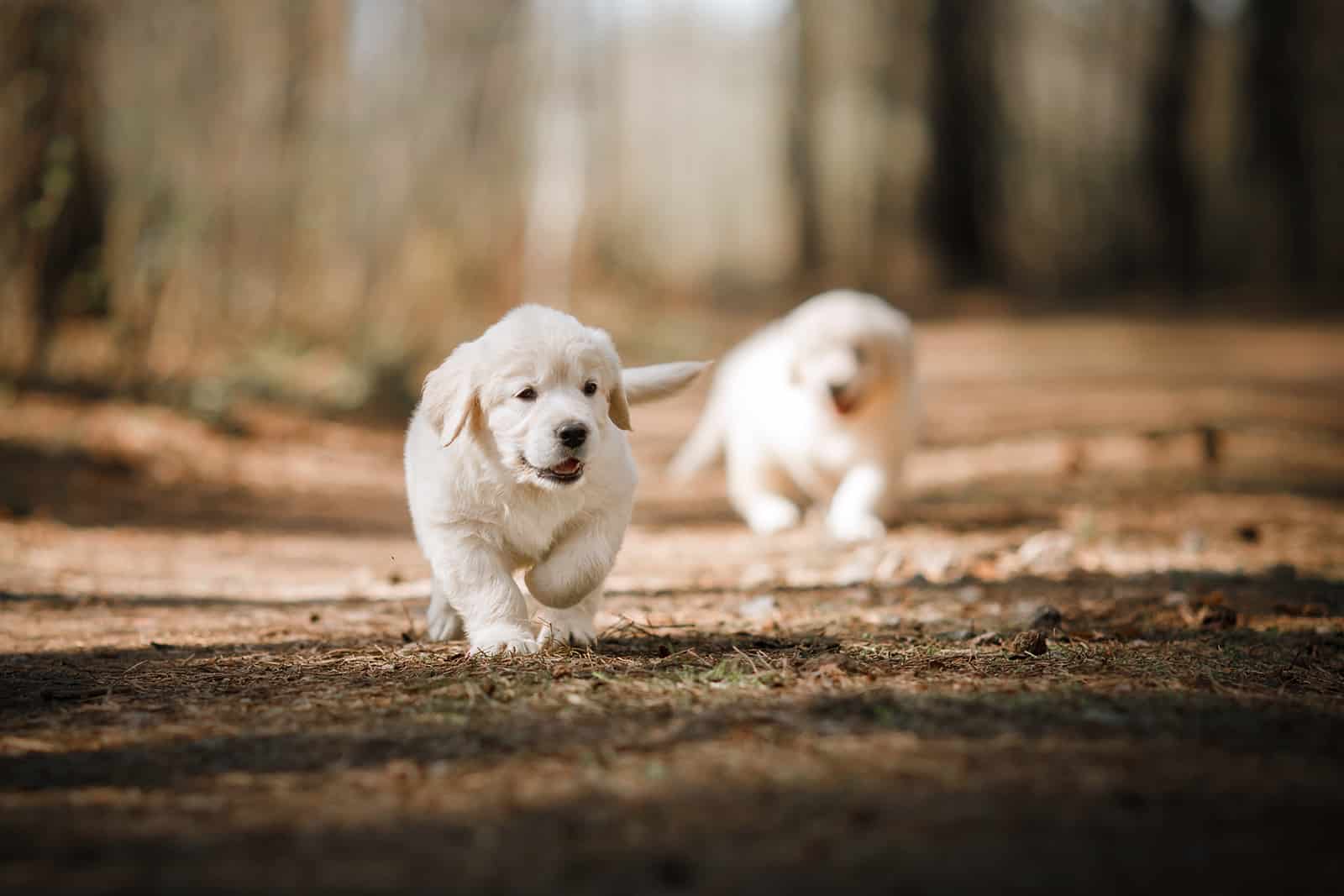golden retriever puppies playing in the park