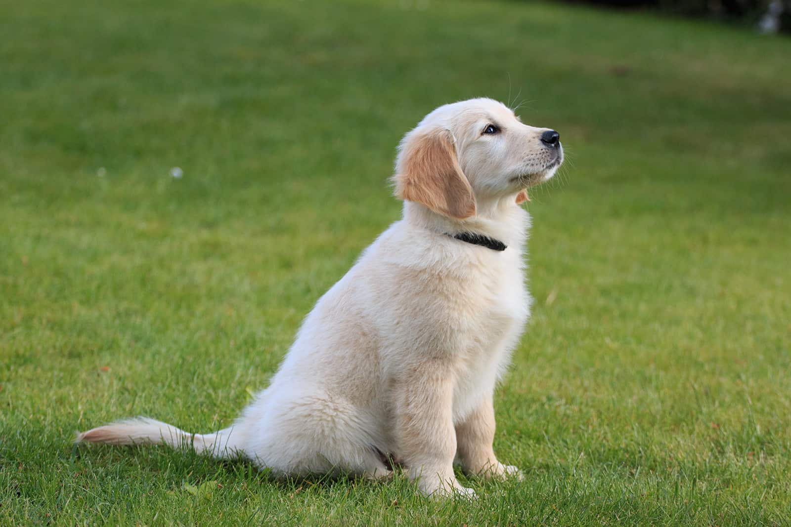 golden retriever puppy sitting on the grass