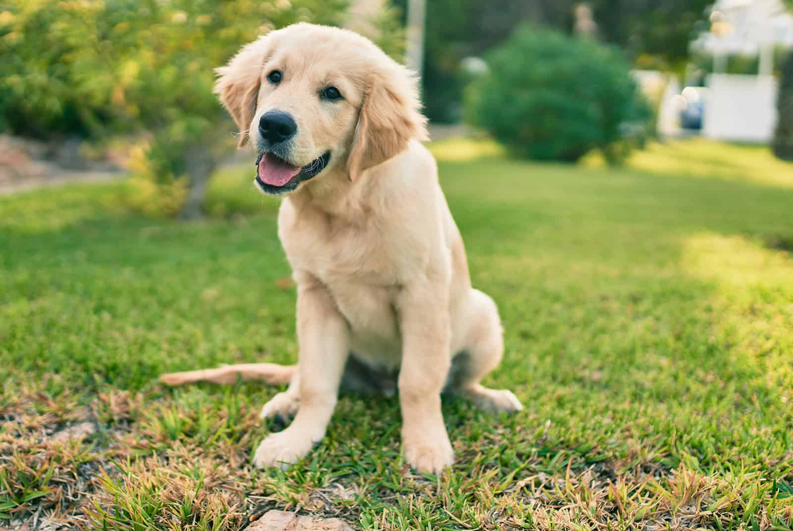 golden retriever puppy dog sitting in the park