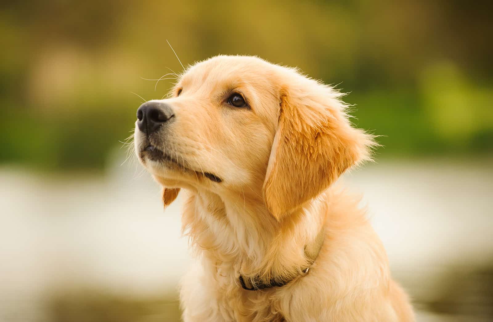 golden retriever puppy loking aside