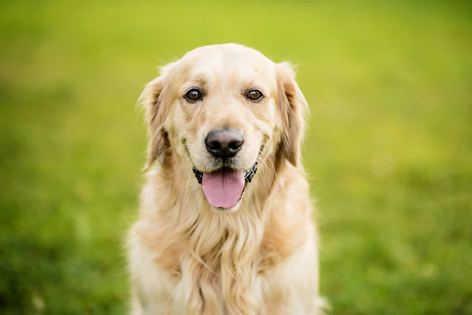 golden retriever sitting on the grass