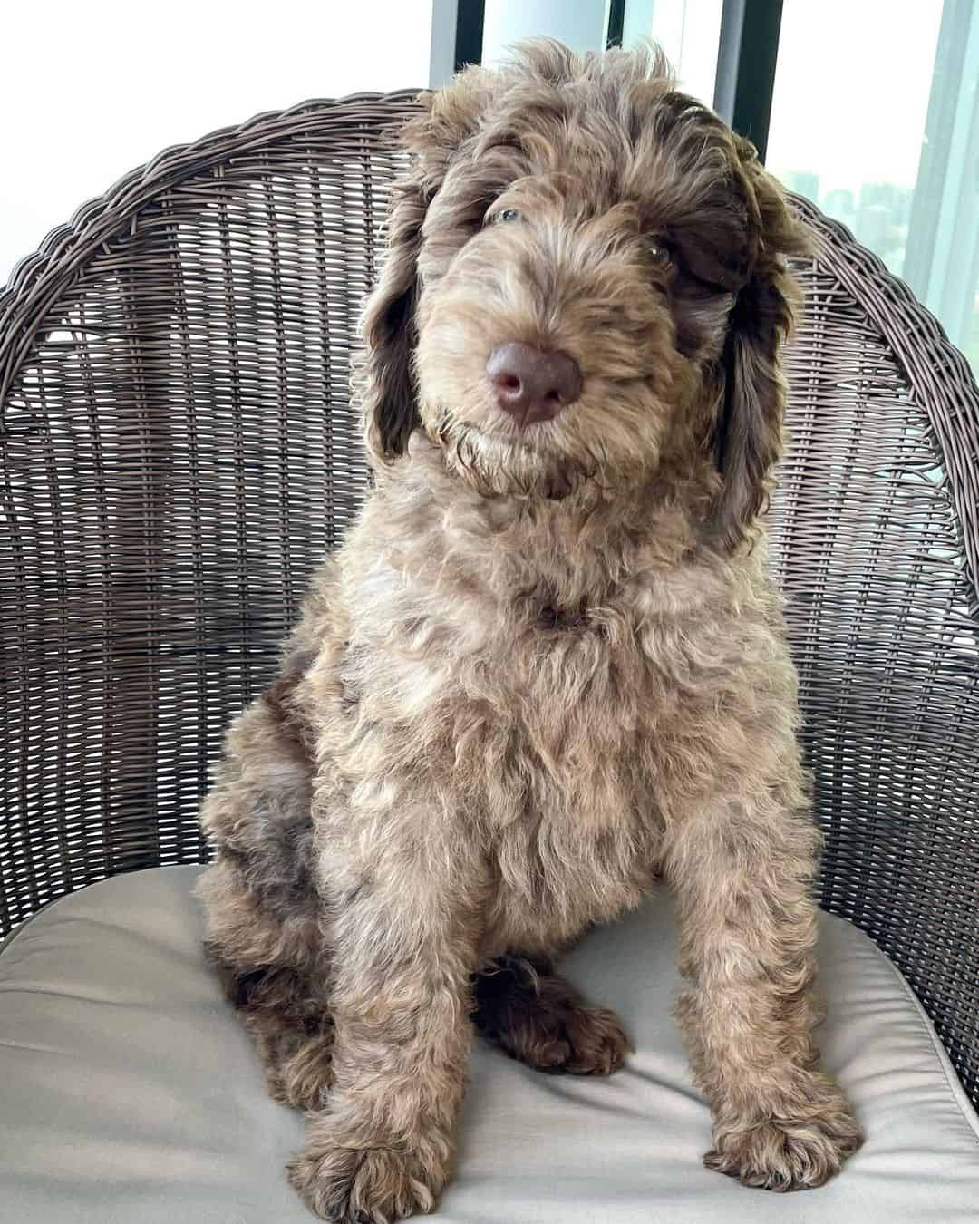 goldendoodle with merle coat
