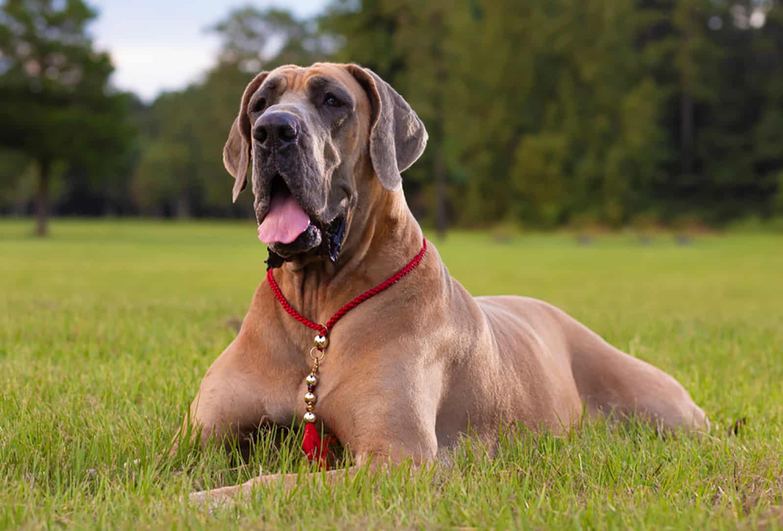 great dane laying on the grass
