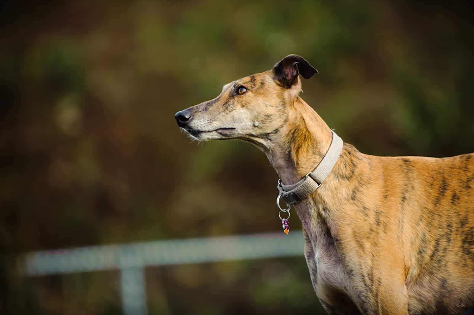 greyhound dog standing outdoors