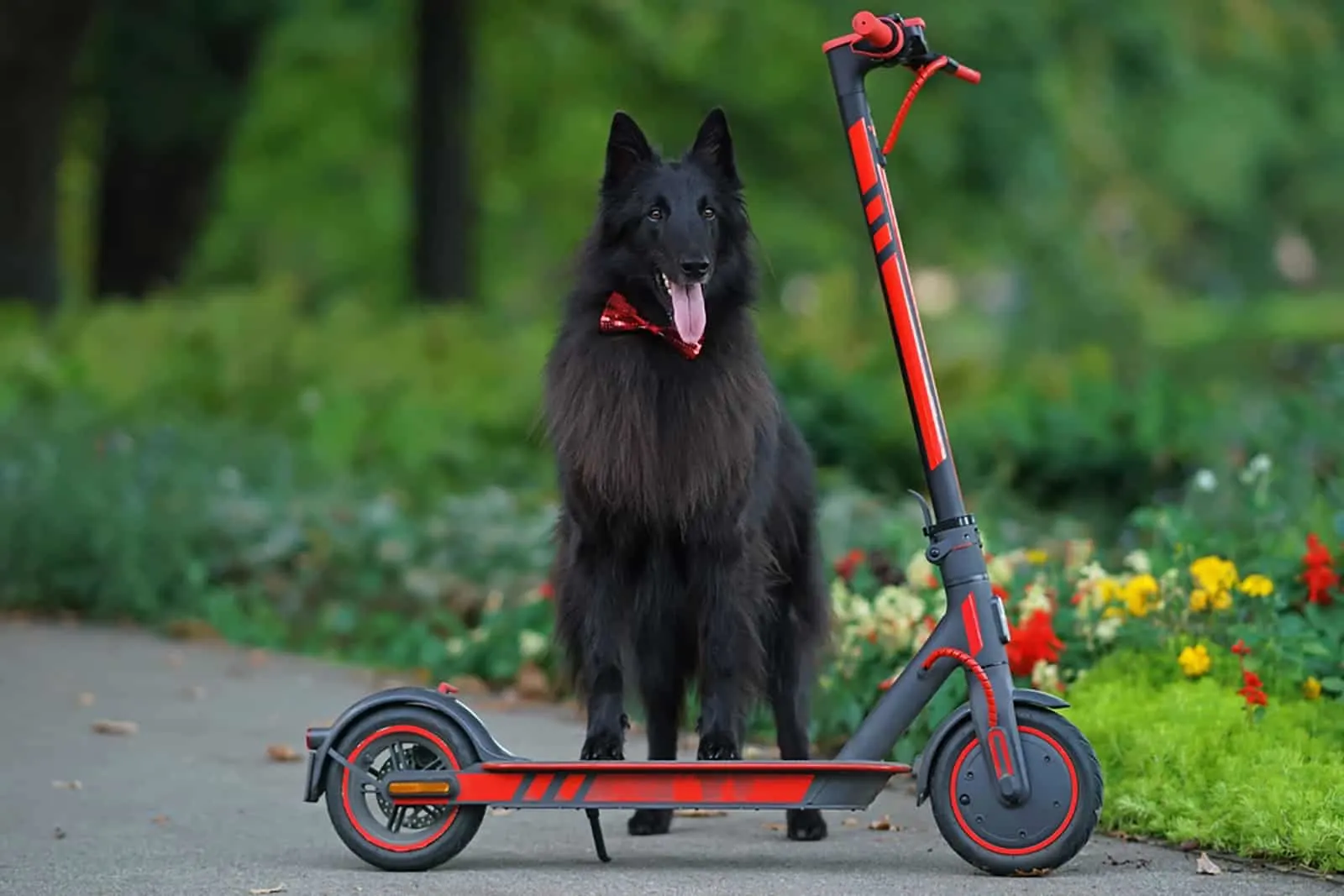 groenendael dog standing near electric scooter