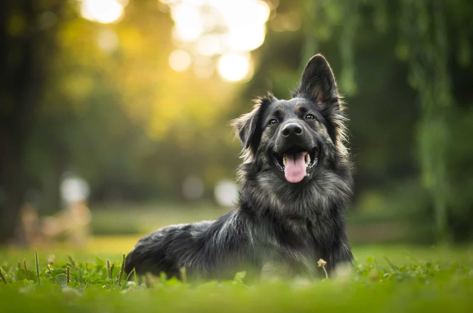 happy dog sitting on grass