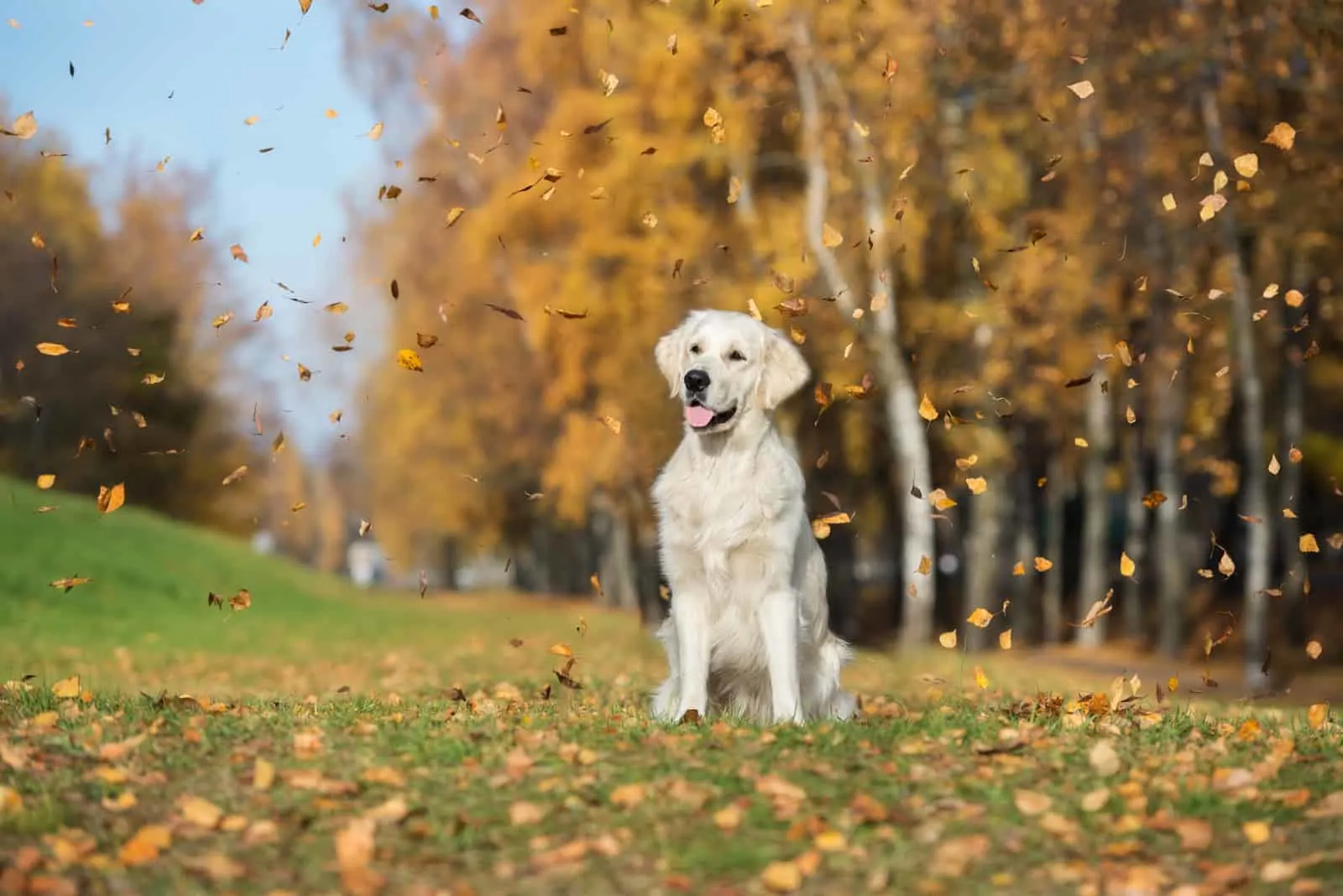 happy golden retriever dog sitting outdoors in falling leaves