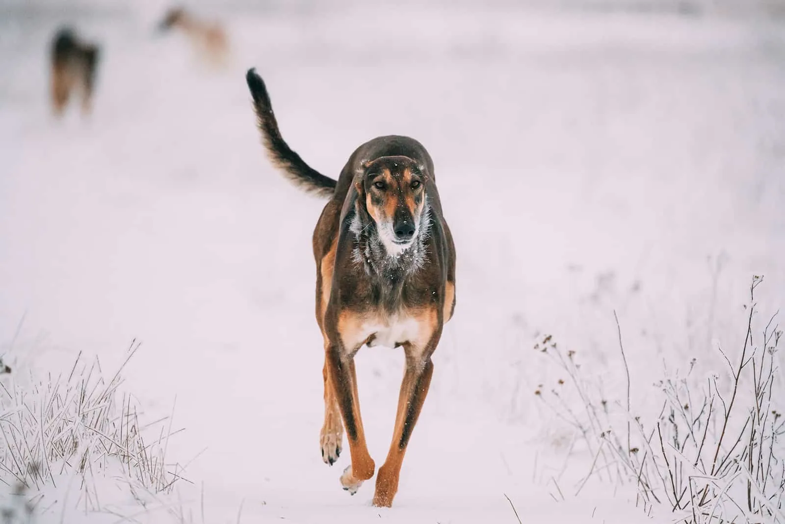 hortaya borzaya dog running in the snow