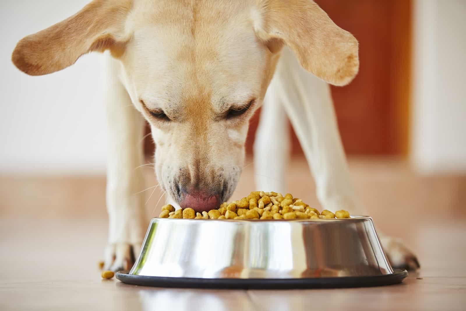 hungry dog eating food from bowl
