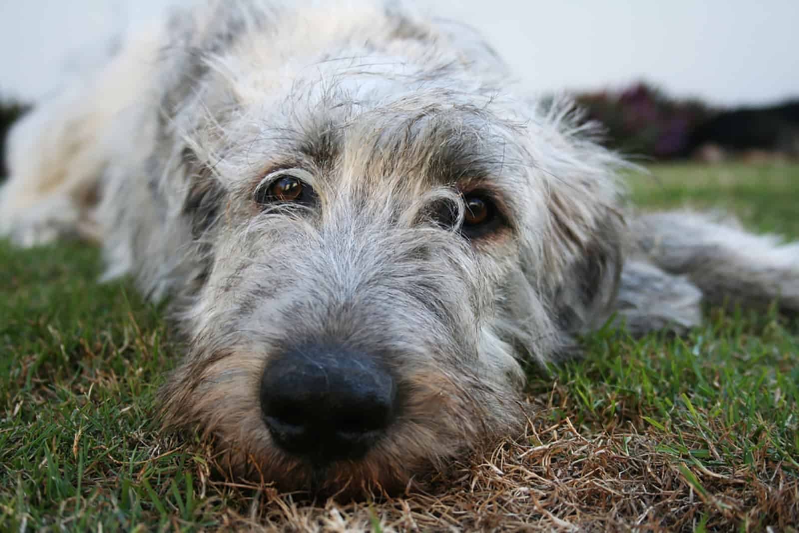 irish wolfhound lying on the grass