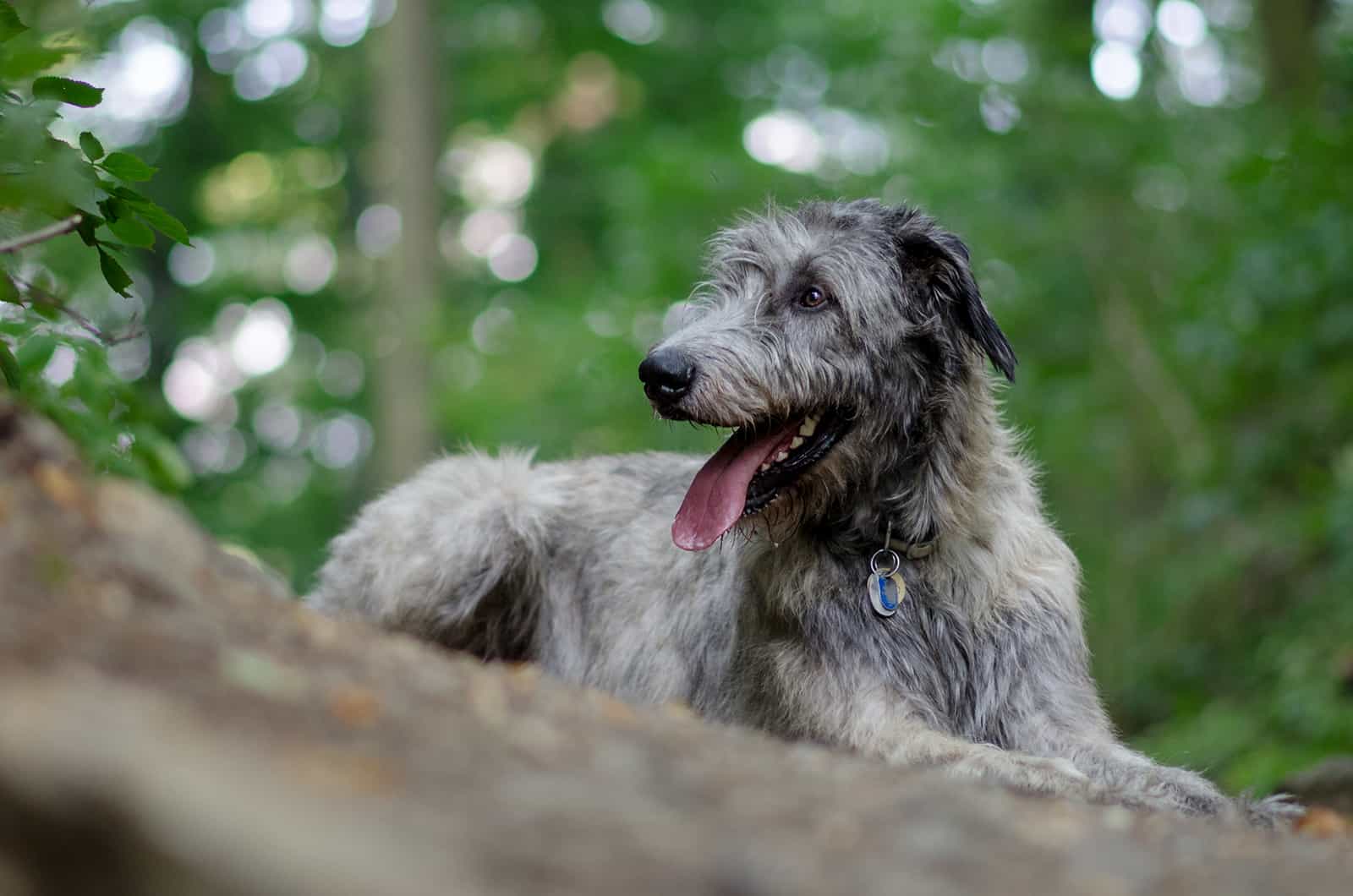 irish wolfhound dog sitting in the park