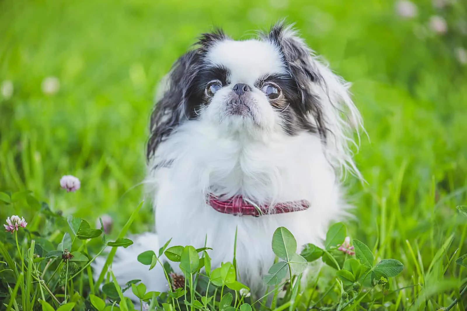 japanese chin sitting in the grass