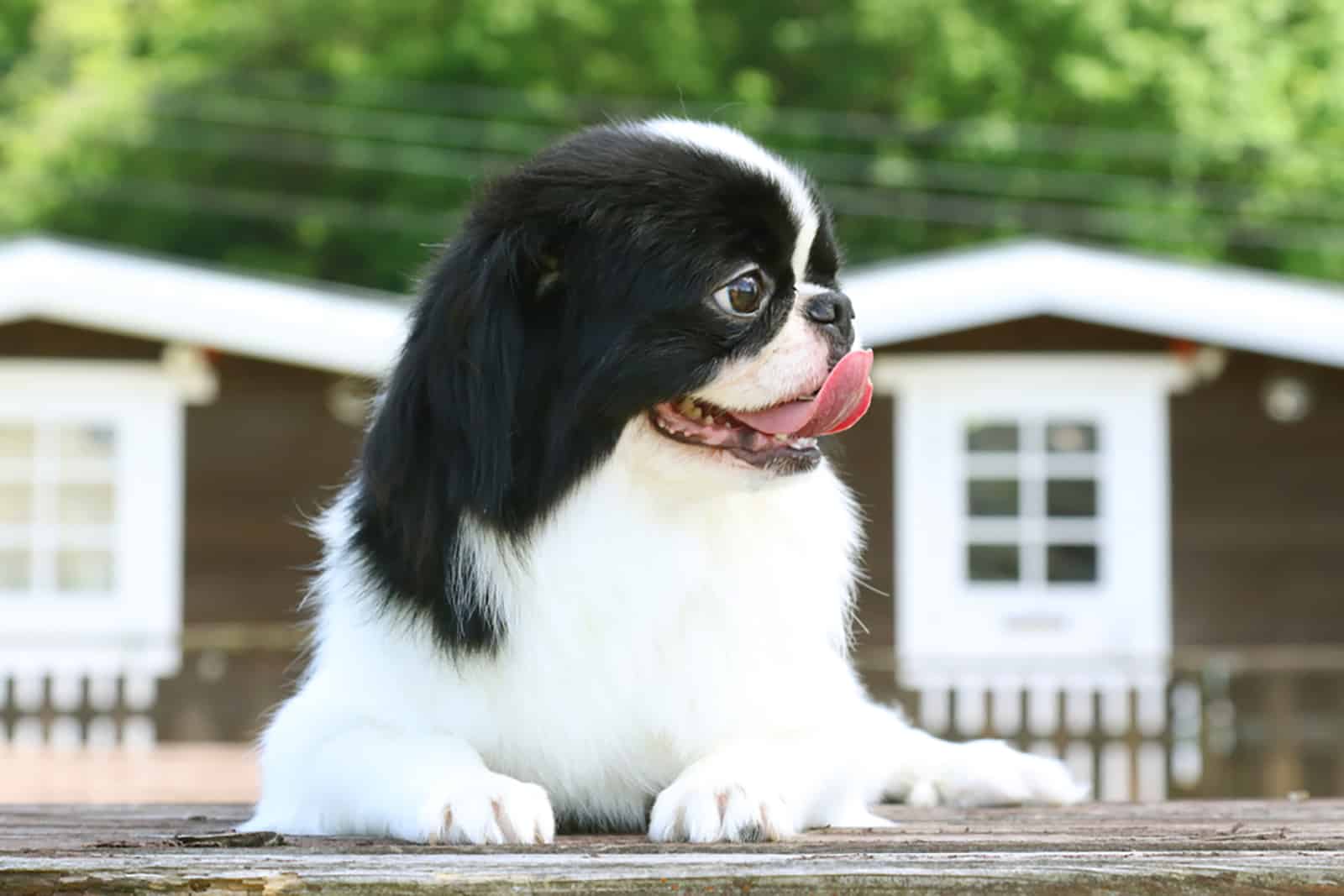 japanese spaniel dog outdoors